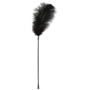 Black feather Bad Kitty - 1