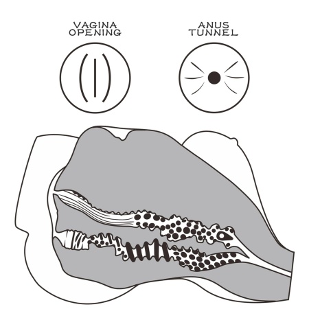 Tors do masturbacji 7 33.5 cm TPE - 9