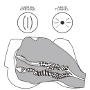 Tors do masturbacji 7 33.5 cm TPE - 9